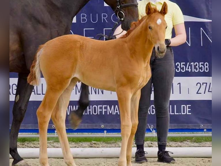 Hanoverian Mare  Chestnut-Red in Verden (Aller)