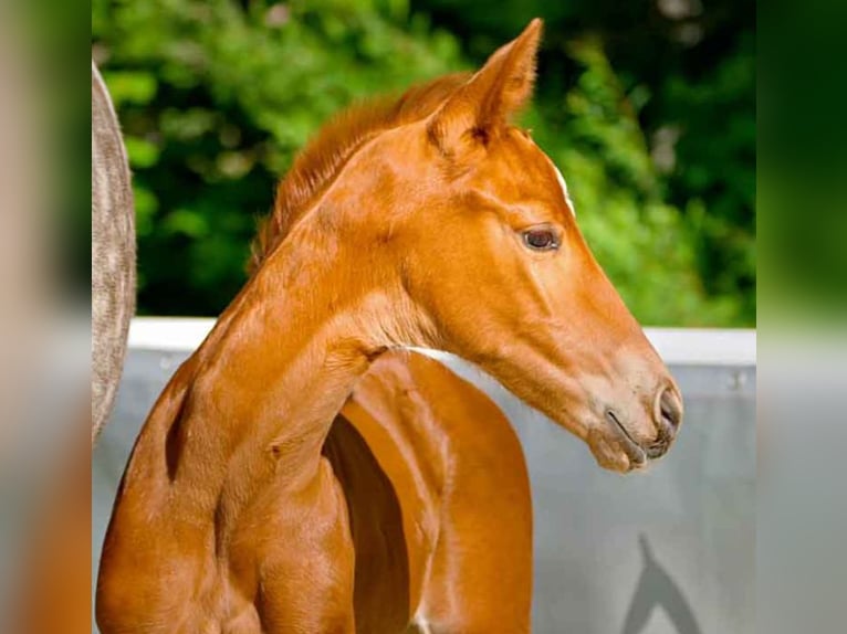 Hanoverian Mare  Chestnut-Red in Verden (Aller)