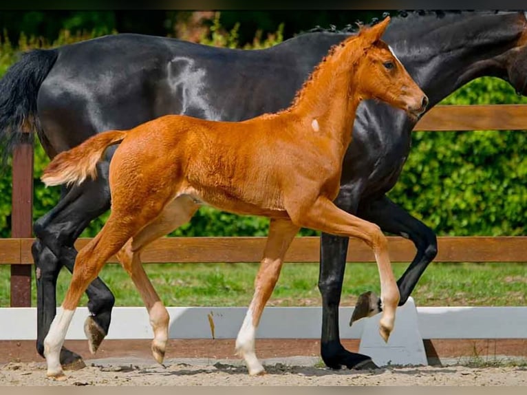 Hanoverian Mare  Chestnut-Red in Verden (Aller)