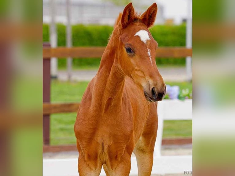 Hanoverian Mare  Chestnut-Red in Verden (Aller)