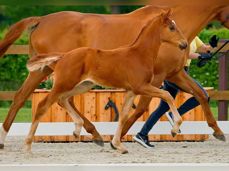 Hanoverian Mare  Chestnut-Red in Verden (Aller)