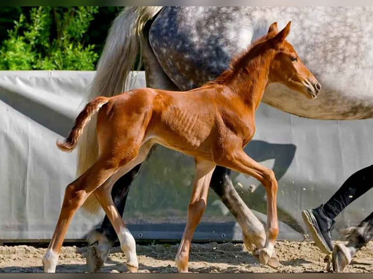 Hanoverian Mare  Chestnut-Red in Verden (Aller)
