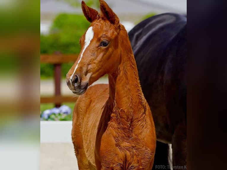 Hanoverian Mare  Chestnut-Red in Verden (Aller)