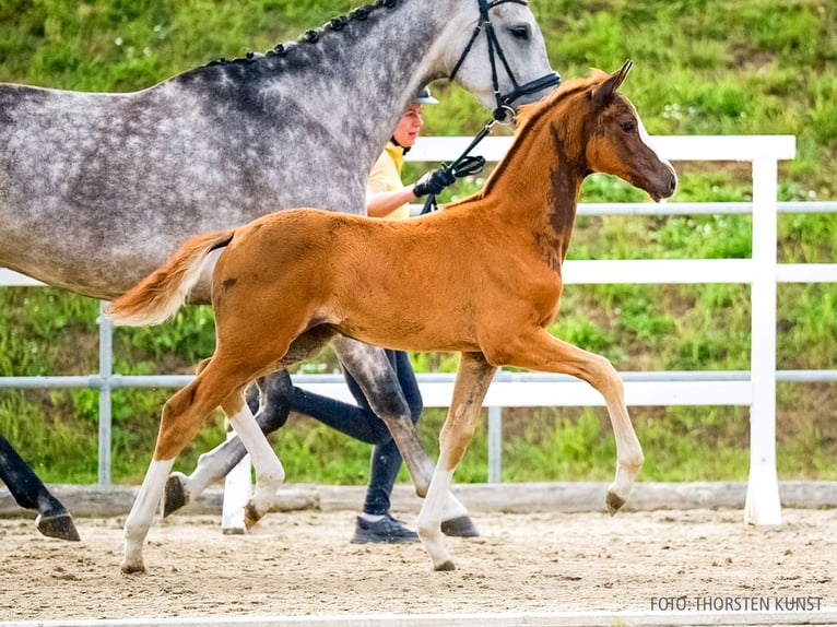 Hanoverian Mare Foal (06/2026) Chestnut-Red in Verden