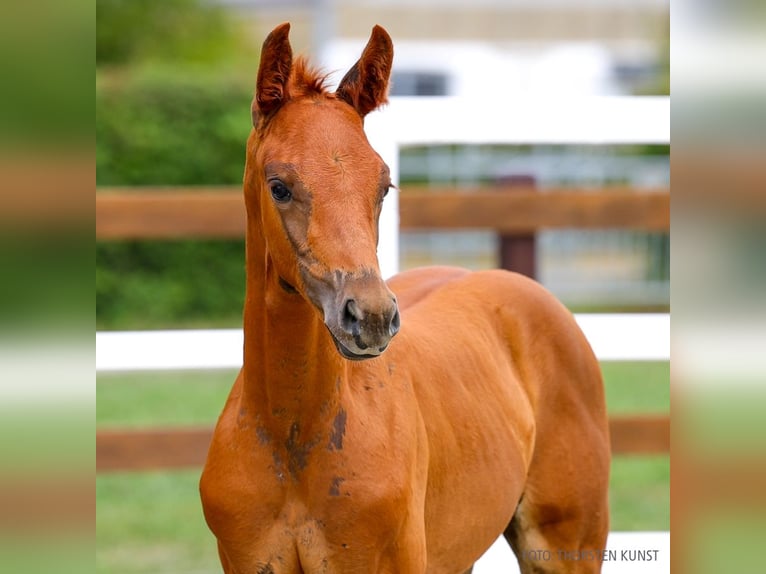 Hanoverian Mare Foal (06/2026) Chestnut-Red in Verden