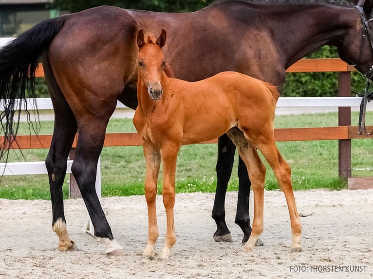 Hanoverian Mare Foal (06/2026) Chestnut-Red in Verden