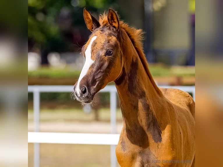 Hanoverian Mare Foal (06/2026) Chestnut-Red in Verden