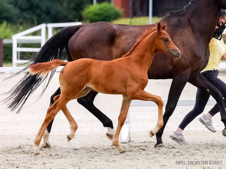 Hanoverian Mare Foal (06/2026) Chestnut-Red in Verden