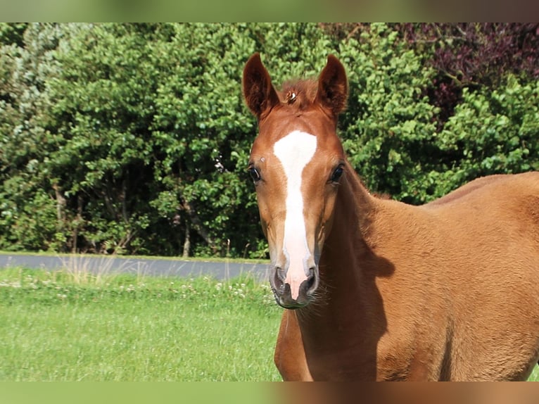 Hanoverian Mare Foal (04/2024) Chestnut-Red in Wangerland