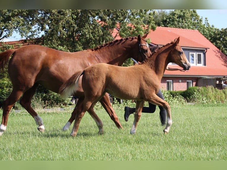 Hanoverian Mare Foal (04/2024) Chestnut-Red in Wangerland