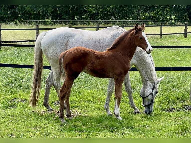 Hanoverian Mare  Chestnut-Red in Handrup
