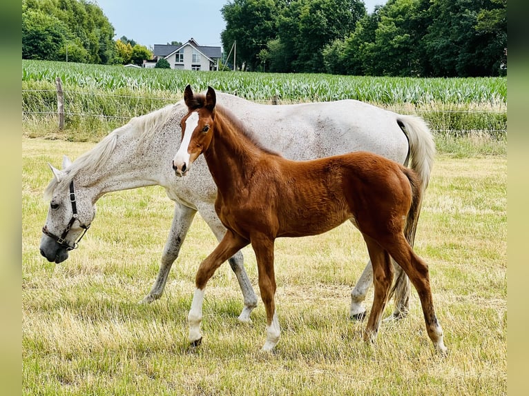 Hanoverian Mare  Chestnut-Red in Handrup