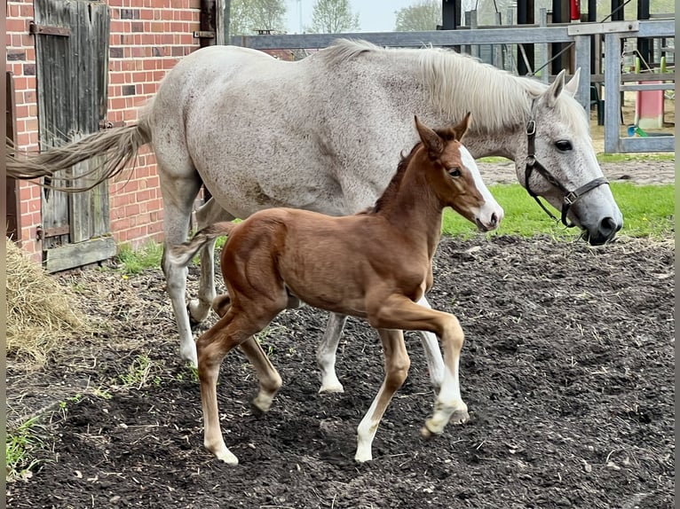 Hanoverian Mare  Chestnut-Red in Handrup