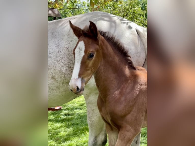 Hanoverian Mare  Chestnut-Red in Handrup