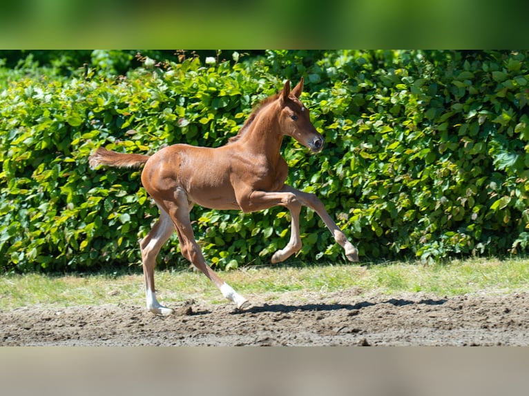 Hanoverian Mare  Chestnut-Red in M&#xF6;nchengladbach