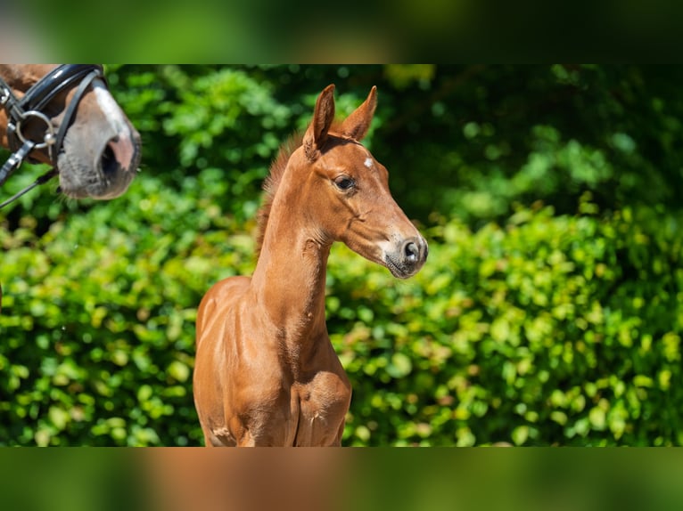 Hanoverian Mare  Chestnut-Red in M&#xF6;nchengladbach