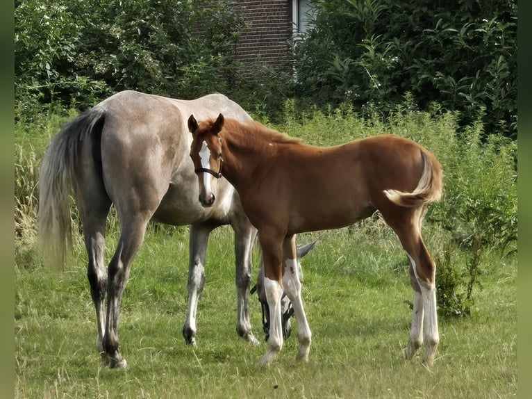 Hanoverian Mare  Chestnut-Red in Quendorf