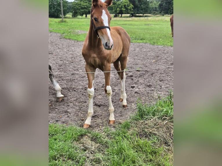 Hanoverian Mare  Chestnut-Red in Quendorf