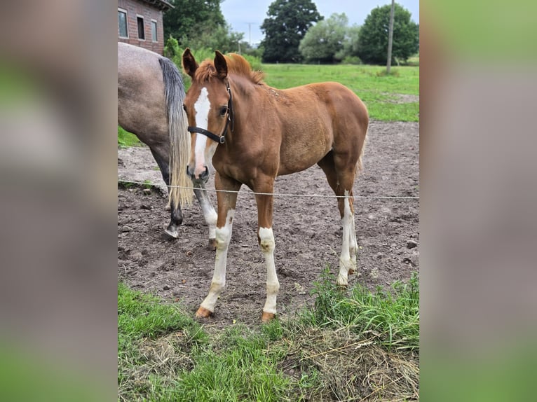 Hanoverian Mare  Chestnut-Red in Quendorf