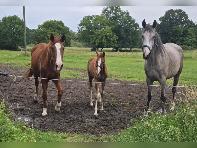 Hanoverian Mare  Chestnut-Red in Quendorf