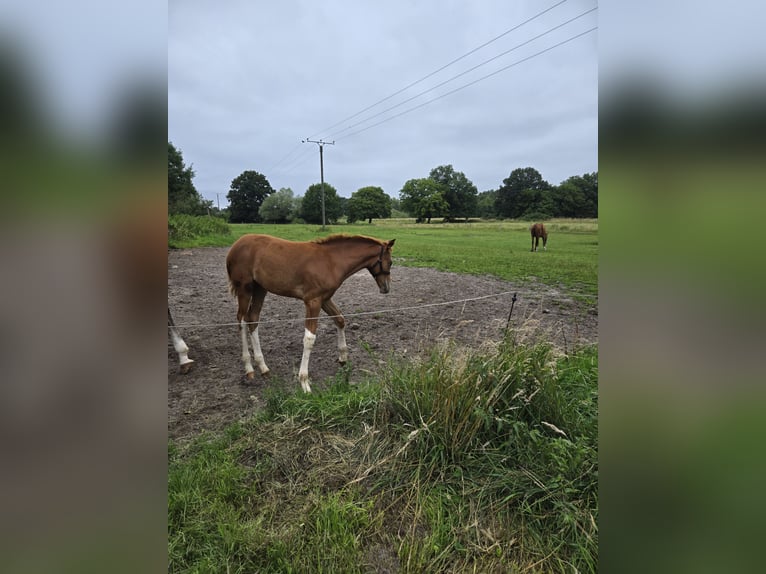 Hanoverian Mare  Chestnut-Red in Quendorf