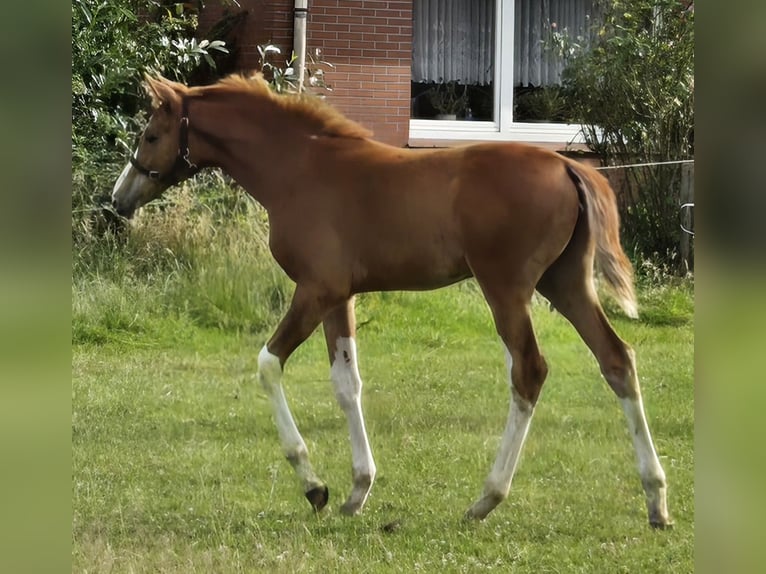 Hanoverian Mare  Chestnut-Red in Quendorf