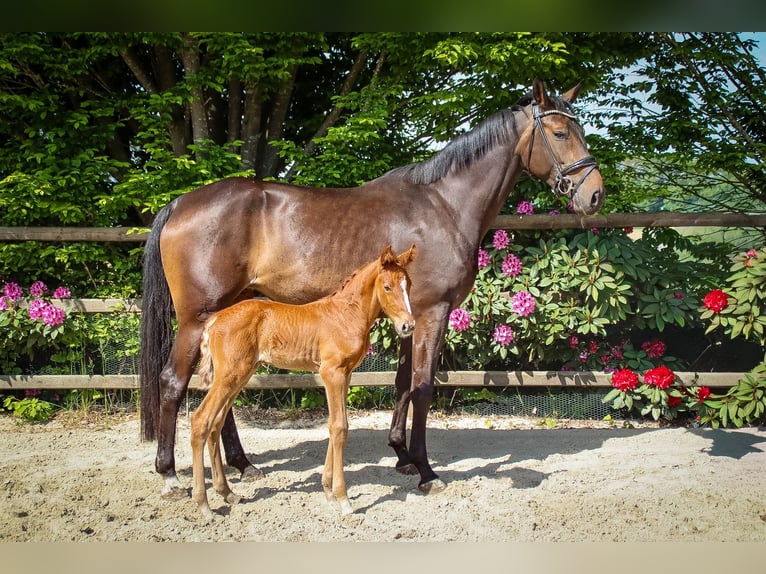 Hanoverian Mare Foal (05/2026) Chestnut-Red in Emstek