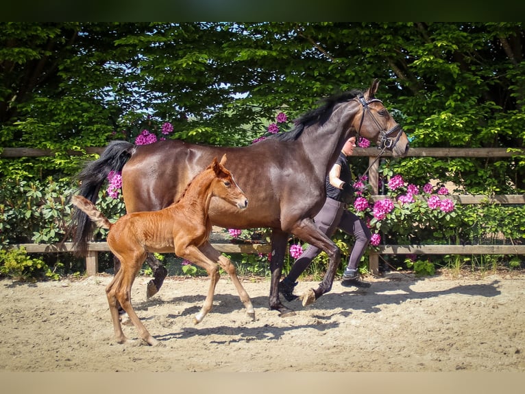 Hanoverian Mare Foal (05/2026) Chestnut-Red in Emstek