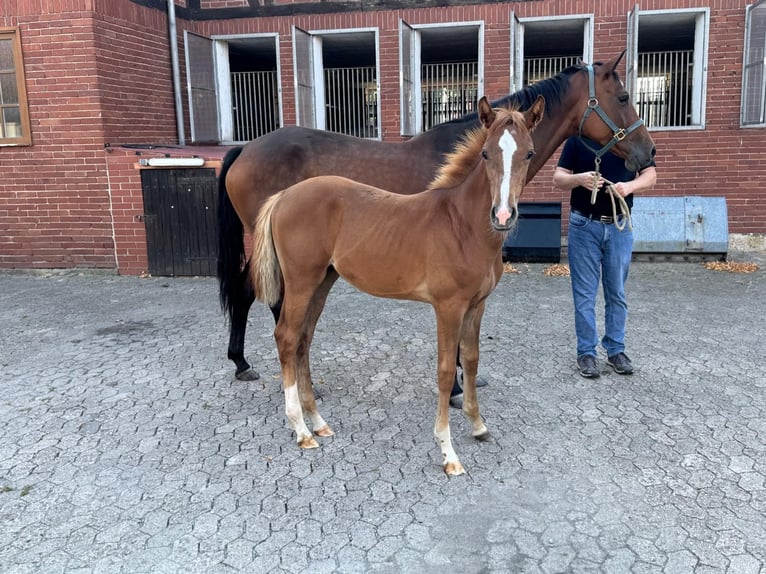 Hanoverian Mare Foal (04/2025) Chestnut-Red in Petershagen