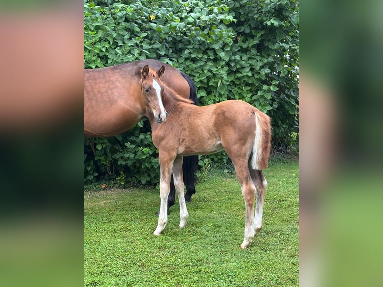 Hanoverian Mare  Chestnut-Red in Petershagen