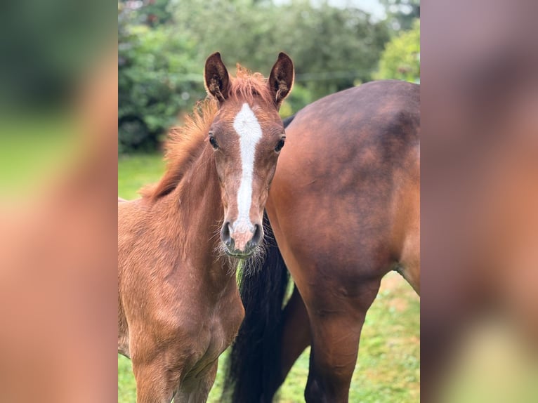Hanoverian Mare  Chestnut-Red in Petershagen