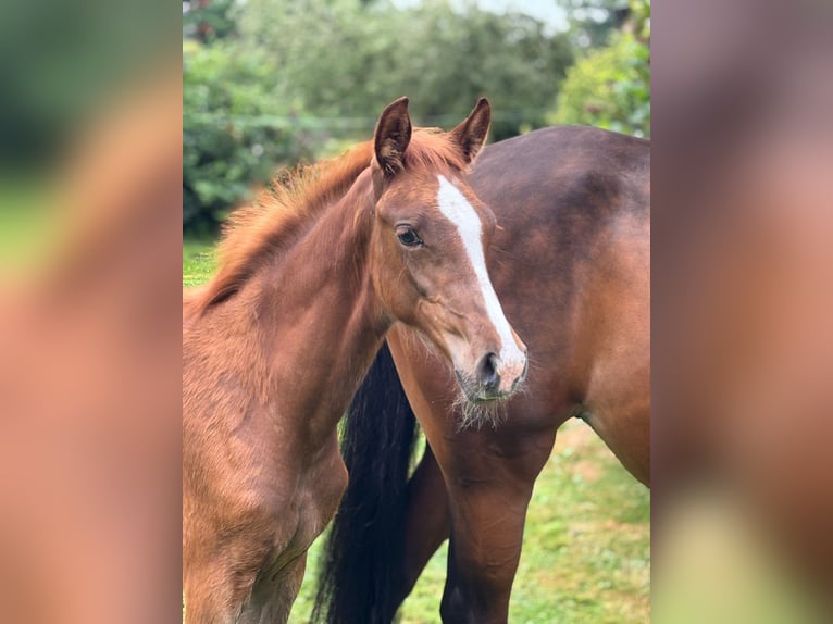 Hanoverian Mare  Chestnut-Red in Petershagen