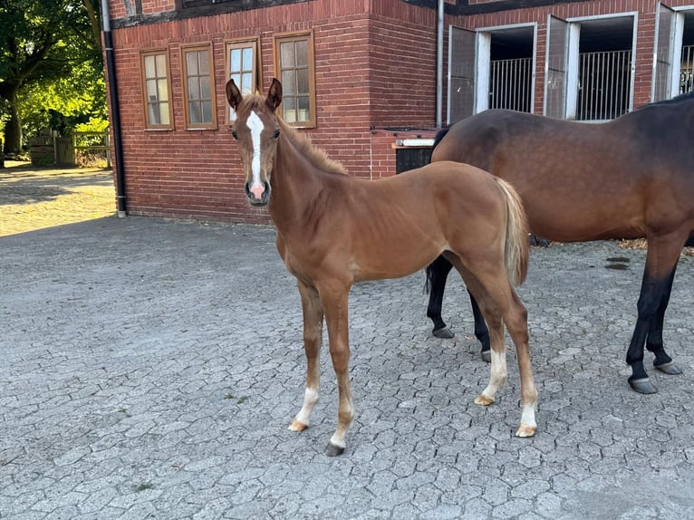 Hanoverian Mare Foal (04/2025) Chestnut-Red in Petershagen