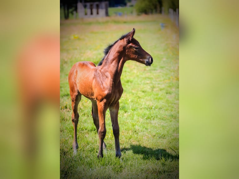 Hanoverian Mare  in andouill&#xE9; neuville