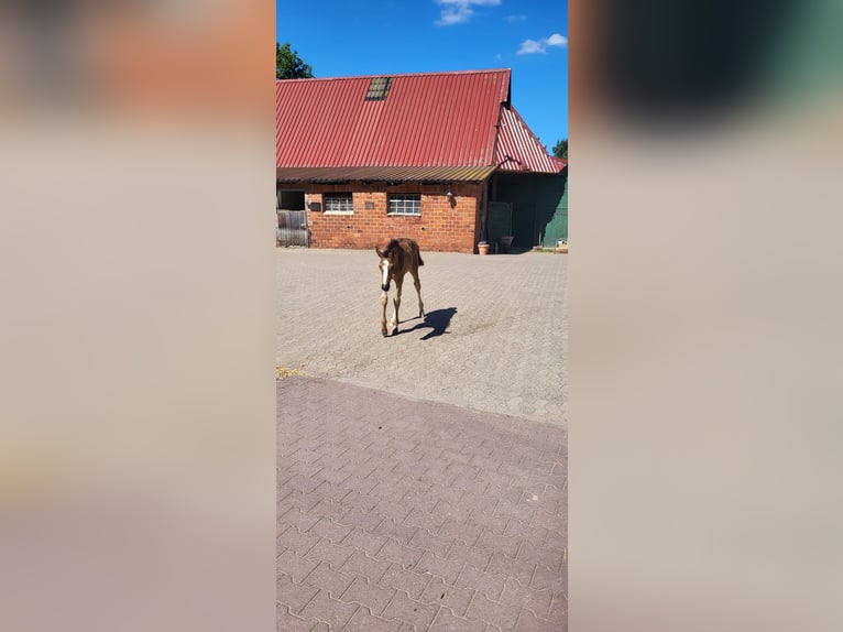 Hanoverian Mare Foal (06/2025) in Barum