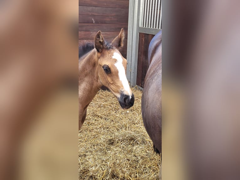 Hanoverian Mare Foal (06/2025) in Barum