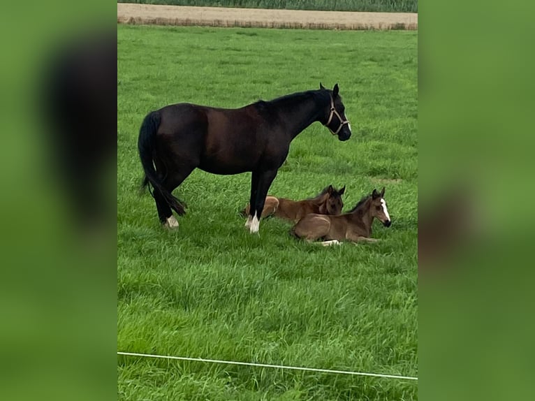 Hanoverian Mare Foal (06/2025) in Barum