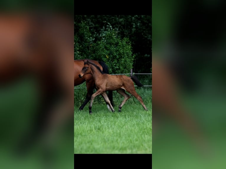 Hanoverian Mare Foal (03/2026)  in Scheeßel
