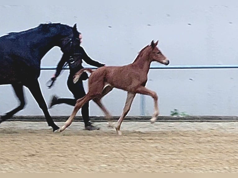 Hanoverian Mare  in Schwieberdingen