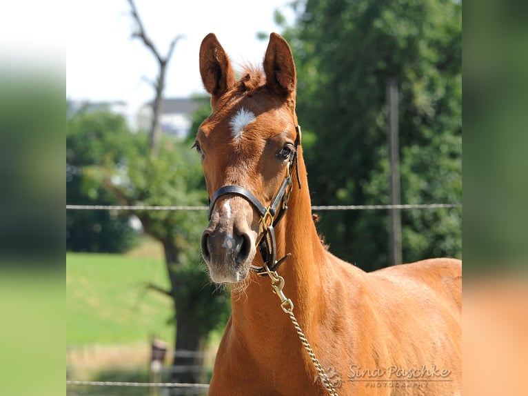 Hanoverian Mare  in Schwieberdingen