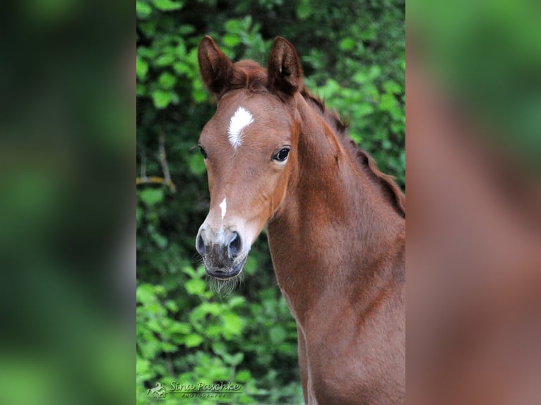Hanoverian Mare  in Schwieberdingen