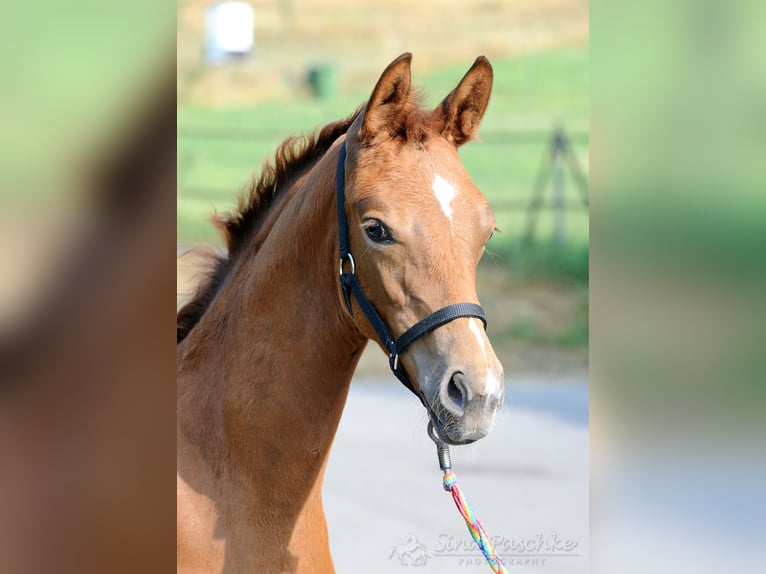 Hanoverian Mare  in Schwieberdingen