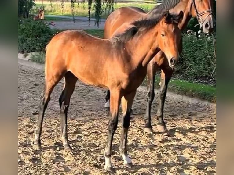 Hanoverian Mare Foal (05/2025) in Dörverden Hanoverian Mare Foal (05/2025) in Dörverden