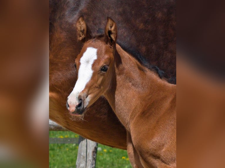 Hanoverian Mare Foal (04/2026)  in Heilshoop