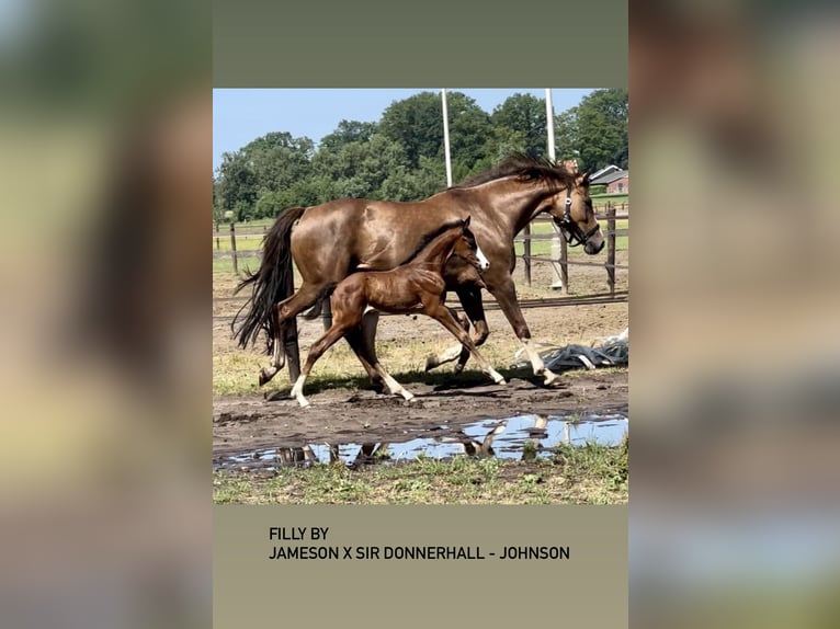 Hanoverian Mare Foal (06/2023) in Vechta