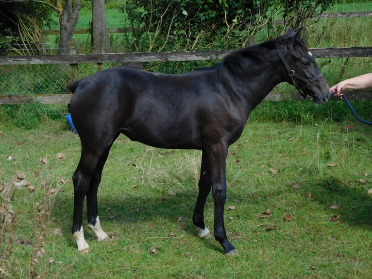 Hanoverian Mare Foal (02/2024) Gray-Dark-Tan in Freden (Leine)