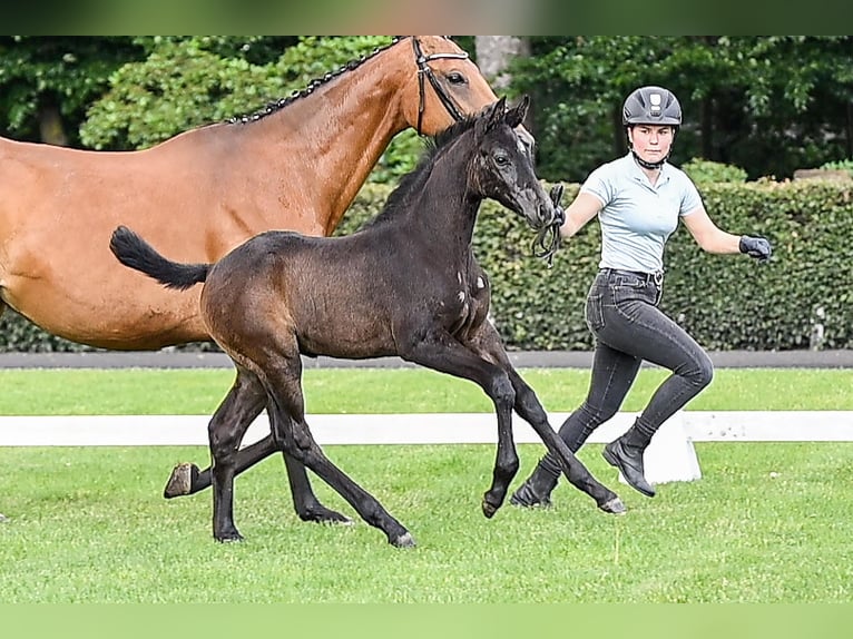 Hanoverian Mare Gray in Celle Hanoverian Mare Gray in Celle