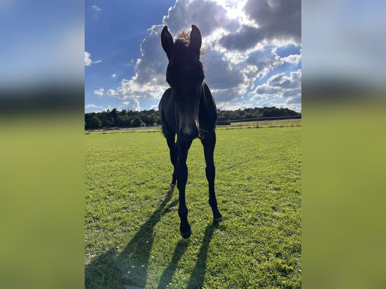 Hanoverian Mare Foal (04/2025) Grey-Dark-Tan in Buchholz in der Nordheide
