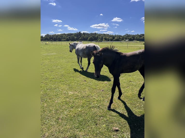 Hanoverian Mare Foal (04/2025) Grey-Dark-Tan in Buchholz in der Nordheide