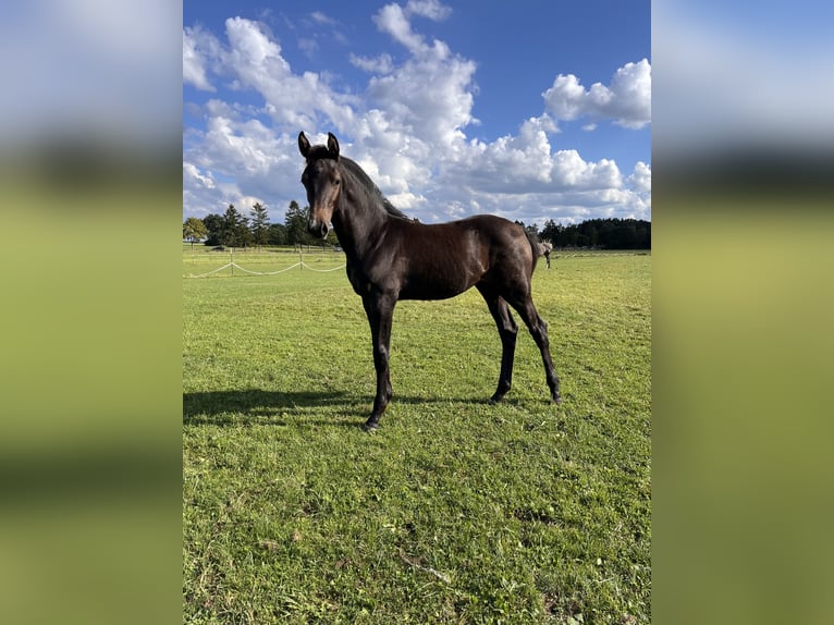 Hanoverian Mare Foal (04/2025) Grey-Dark-Tan in Buchholz in der Nordheide